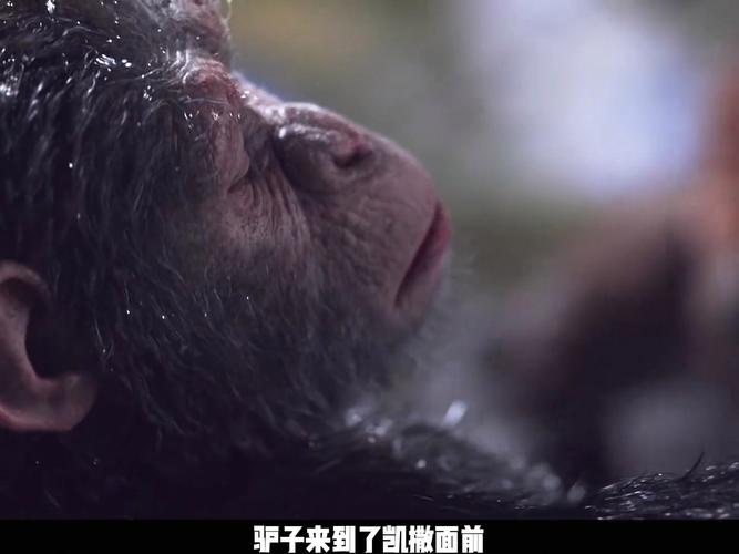 猩球崛起在线_猩球崛起3 在线观看_猩球崛起3崛起免费观看国语版